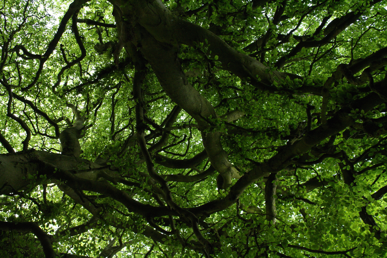 World Tree Lyceum